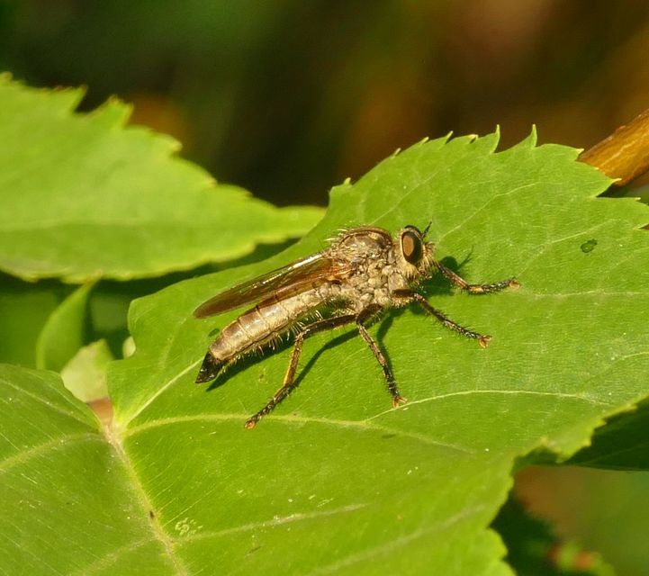 Eutolmus rufibarbis