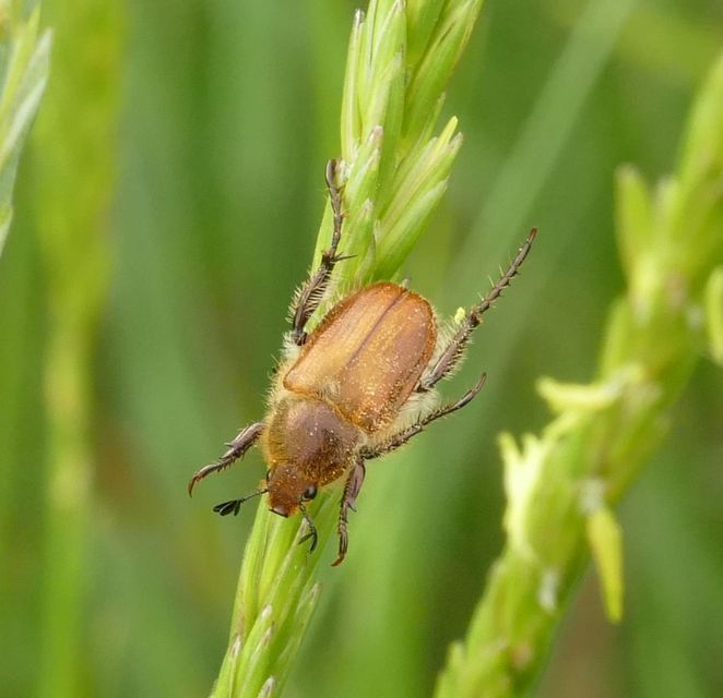 Chaetopteroplia segetum - rozsszipoly