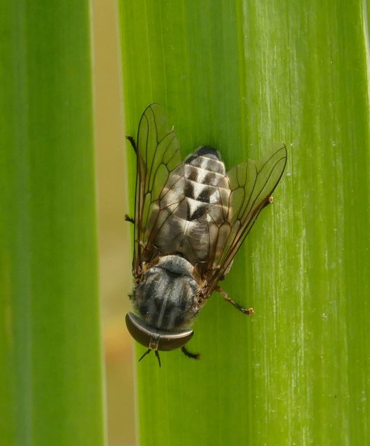 Tabanus