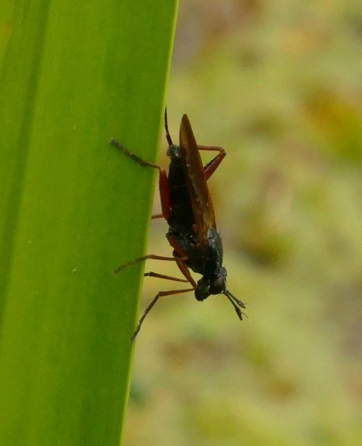 Sepedon