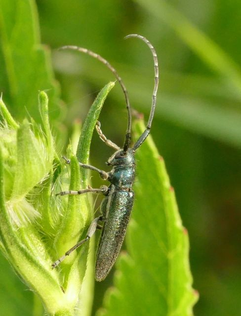 Agapanthia viti