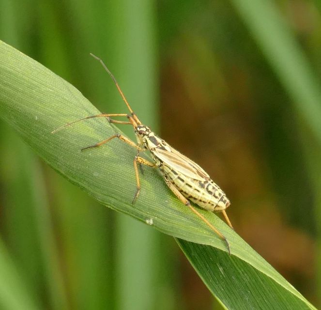 Leptopterna dolabrata - közönséges mezeipoloska