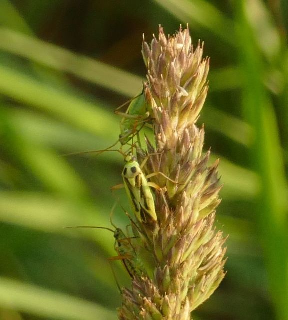 Stenotus binotatus - kétfoltos mezeipoloska