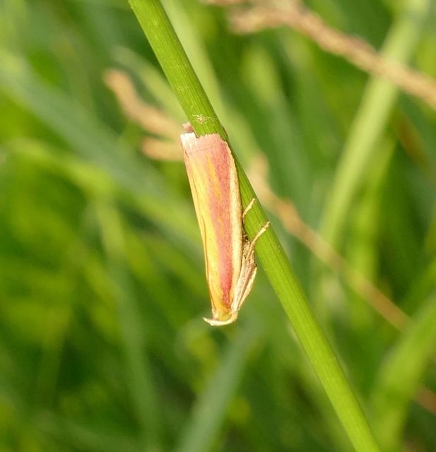Oncocera semirubella - lucernamoly