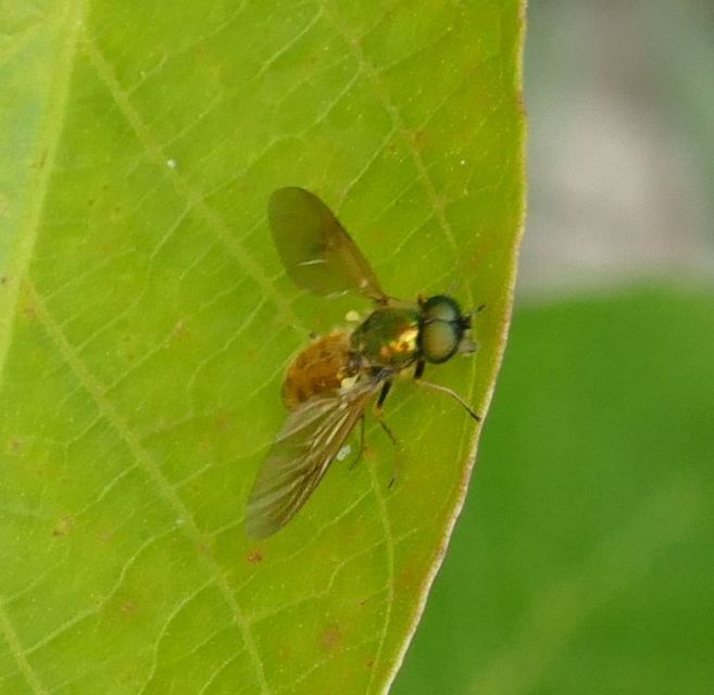 Chloromyia formosa - közönséges fémeslégy