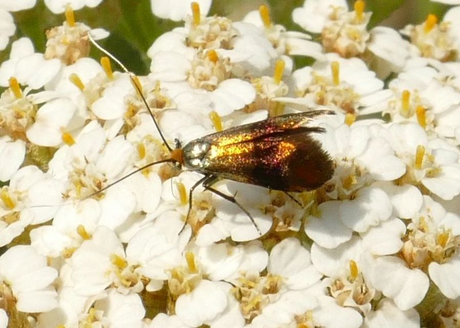 Nemophora prodigellus - aranysárga tőrösmoly