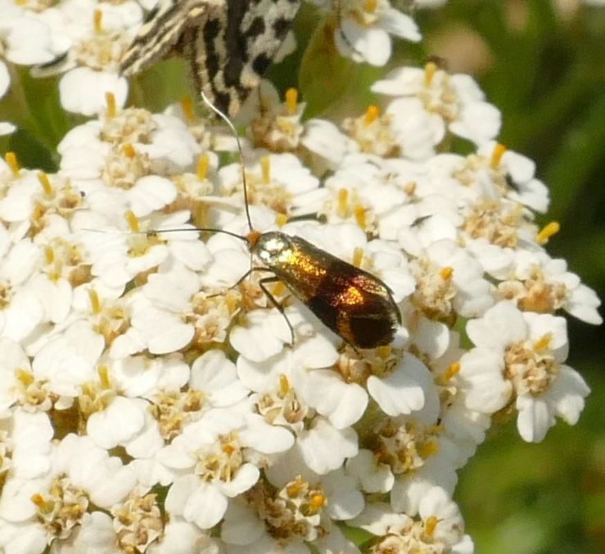 Nemophora prodigellus - aranysárga tőrösmoly