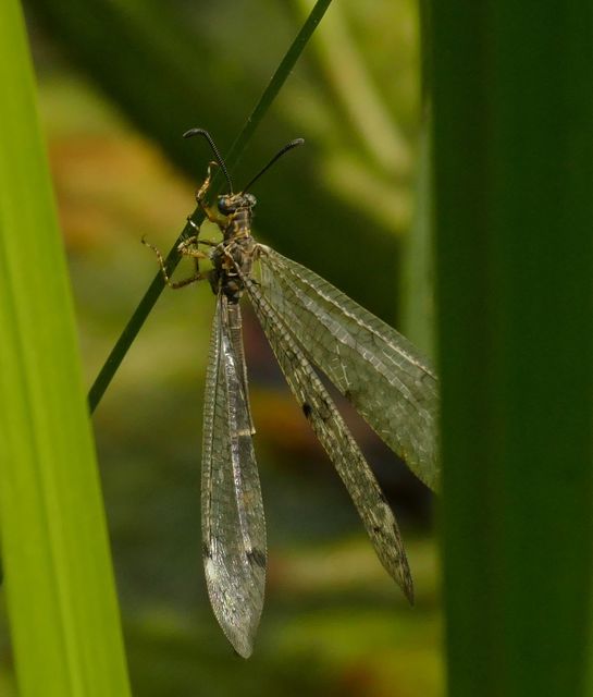 Distoleon tetragrammicus - négyfoltos hangyaleső