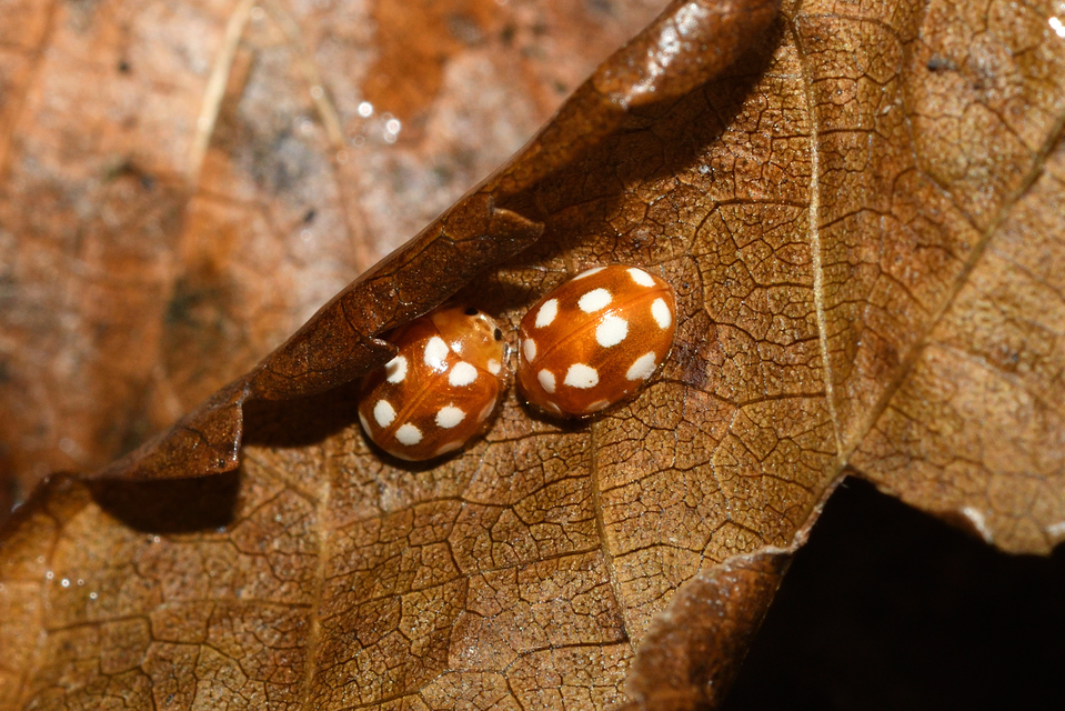 Vibidia duodecimguttata - tizenkétcseppes füsskata