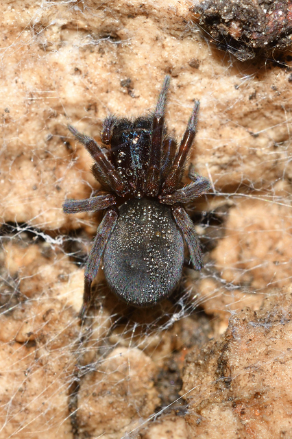 Amaurobius