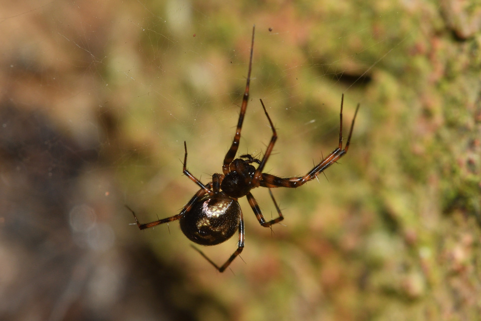 Lepthyphantes