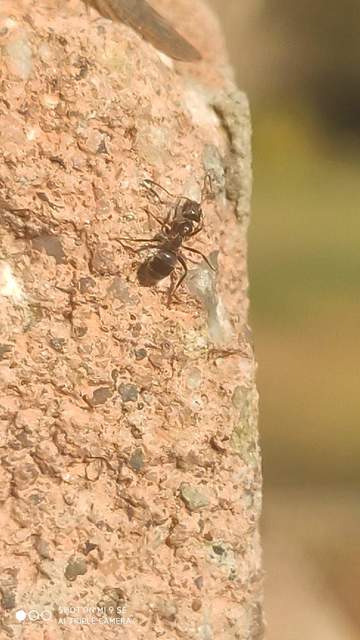 Lasius niger - közönséges feketehangya