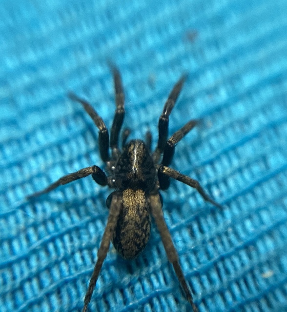Agroeca cuprea