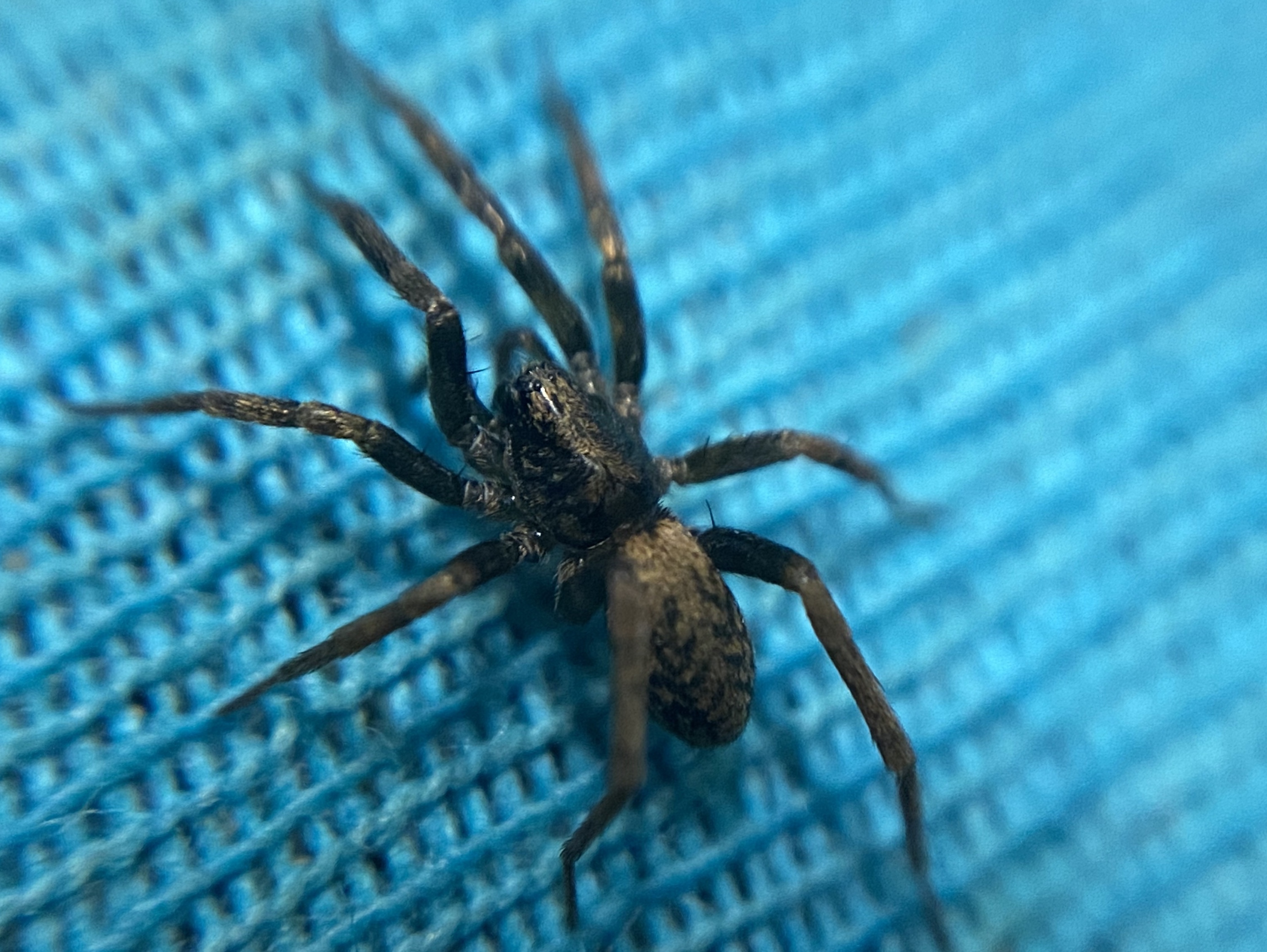 Agroeca cuprea