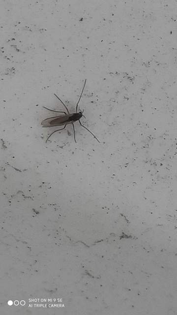 Chironomidae - árvaszúnyogok