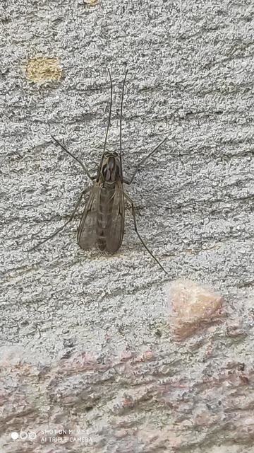 Chironomidae - árvaszúnyogok
