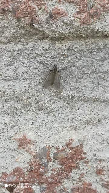 Chironomidae - árvaszúnyogok