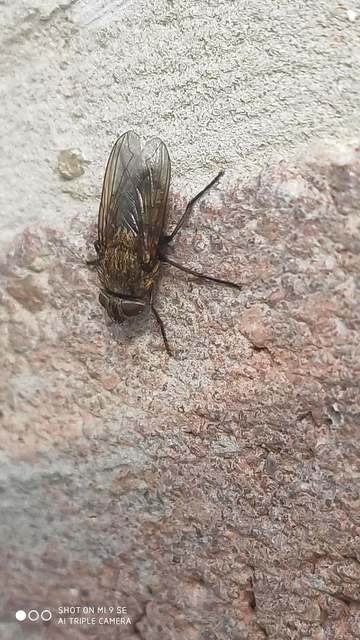 Pollenia