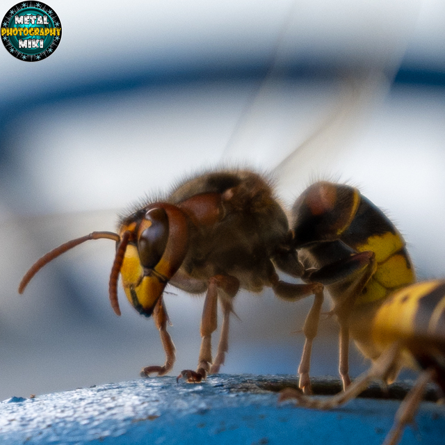Vespa crabro - lódarázs