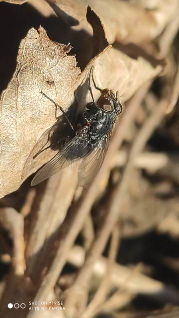 Calliphora vicina - kék dongólégy