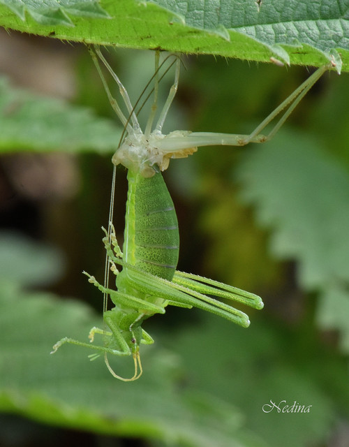 Barbitistes constrictus - északi málnaszöcske