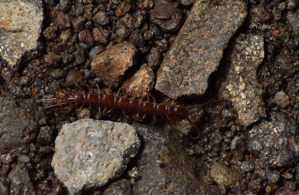 Lithobius