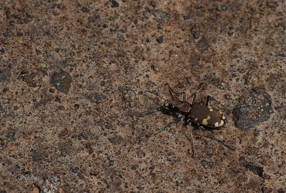 Cicindela sylvicola - erdei homokfutrinka