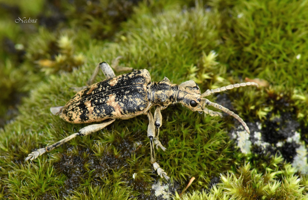 Rhagium sycophanta - tölgyes-tövisescincér