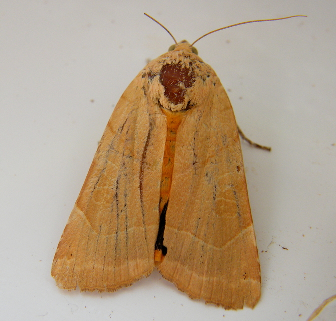 Noctua fimbriata - szélessávú sárgafűbagoly