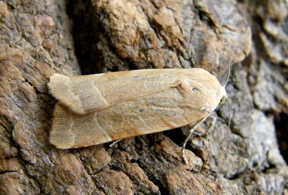 Noctua fimbriata - szélessávú sárgafűbagoly