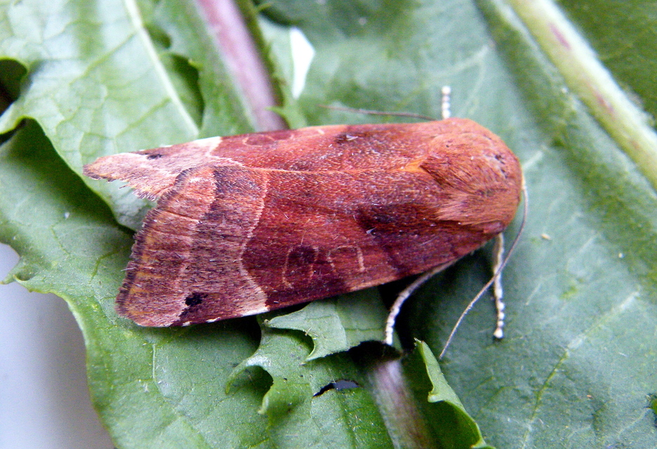 Noctua fimbriata - szélessávú sárgafűbagoly