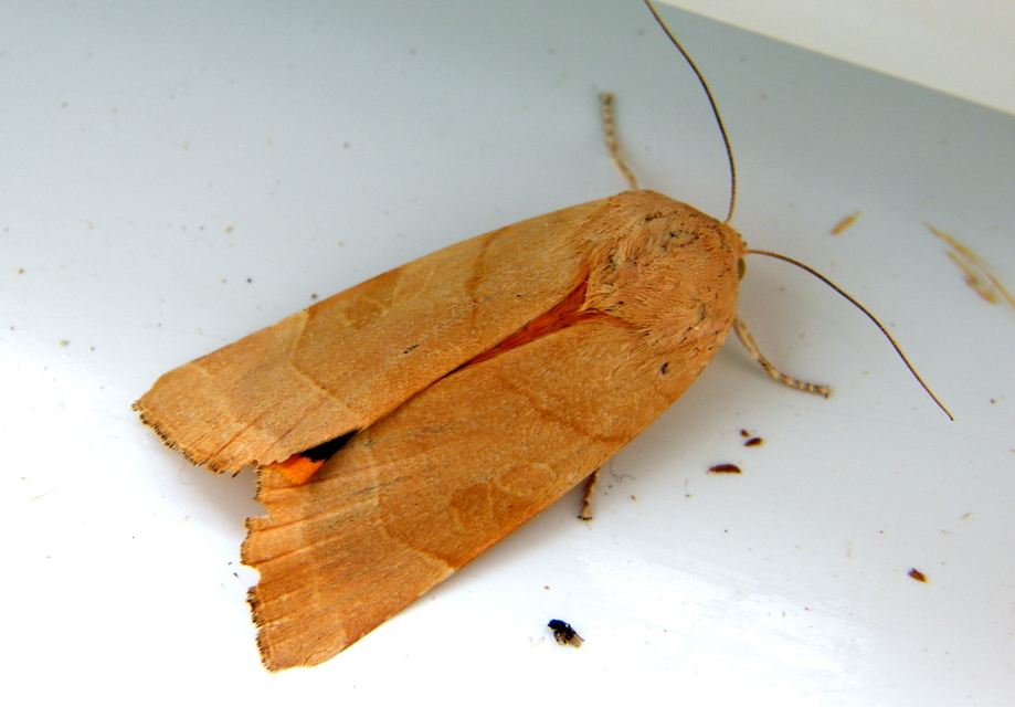 Noctua fimbriata - szélessávú sárgafűbagoly