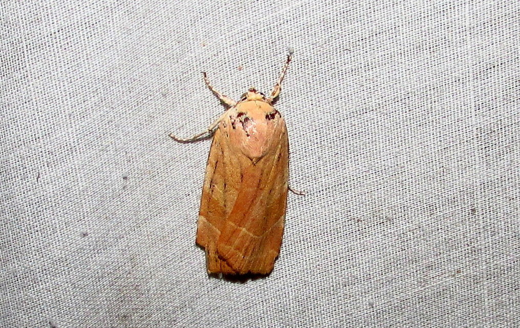Noctua fimbriata - szélessávú sárgafűbagoly