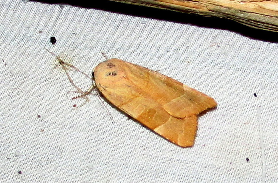 Noctua fimbriata - szélessávú sárgafűbagoly