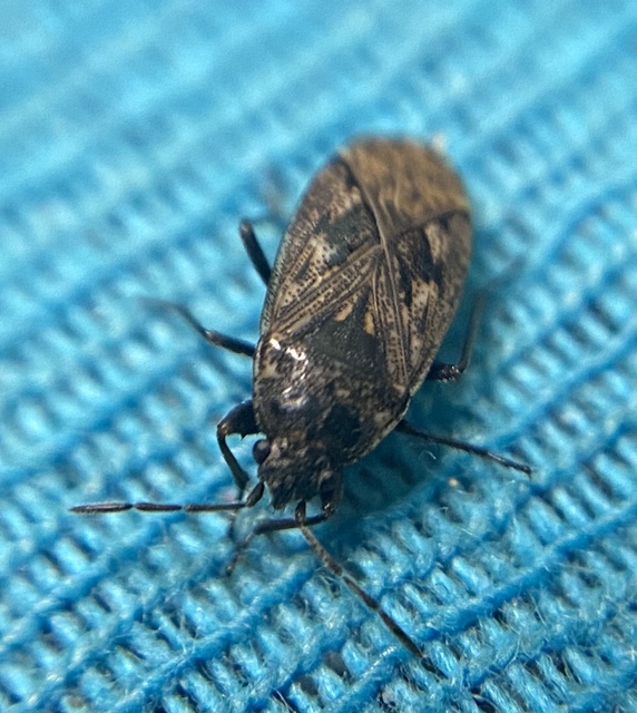 Sphragisticus nebulosus - foltos bodobács