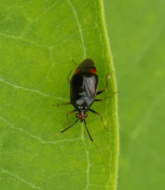 Deraeocoris ruber - vöröses mezeipoloska