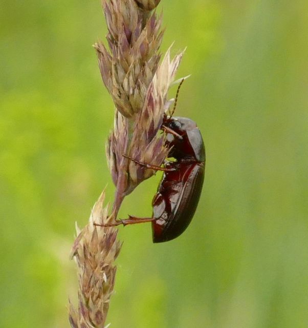 Zabrus tenebrioides - gabonafutó