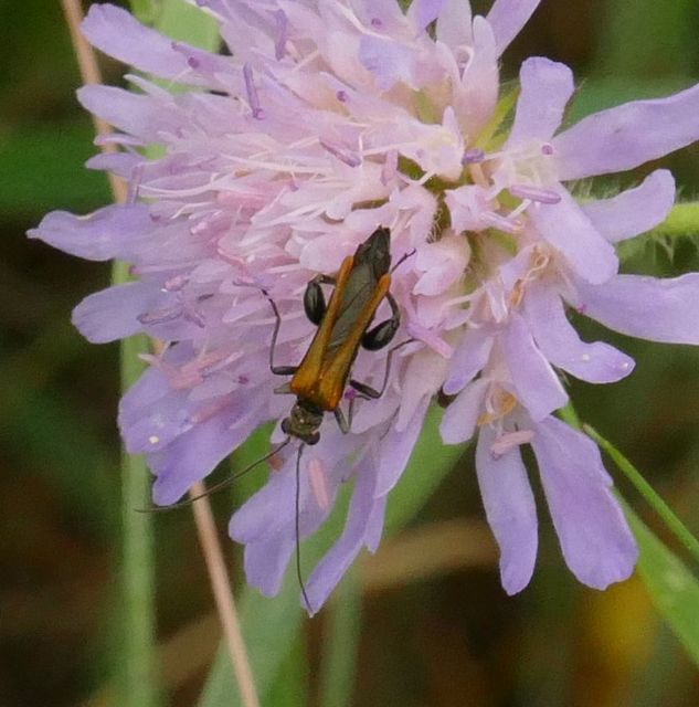 Oedemera femorata - sárgahátú álcincér