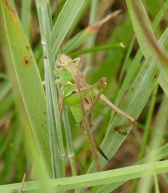 Platycleis