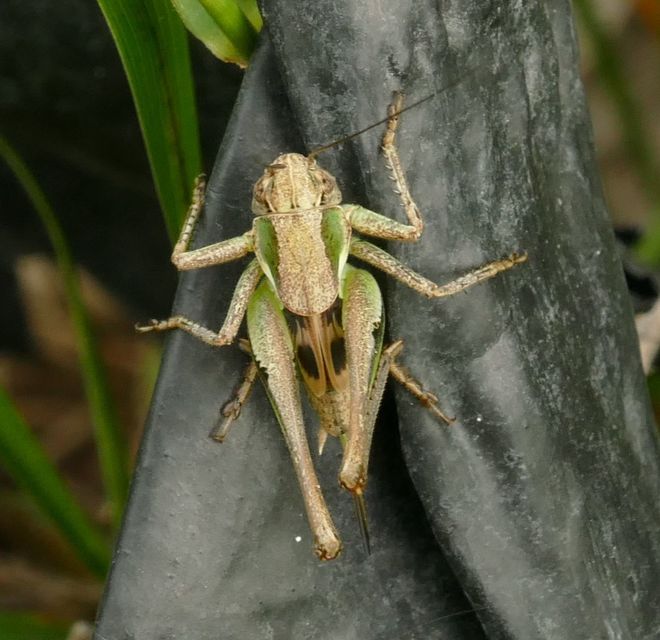 Platycleis