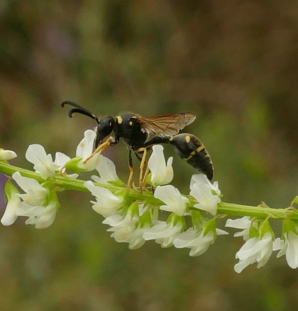 Eumenes