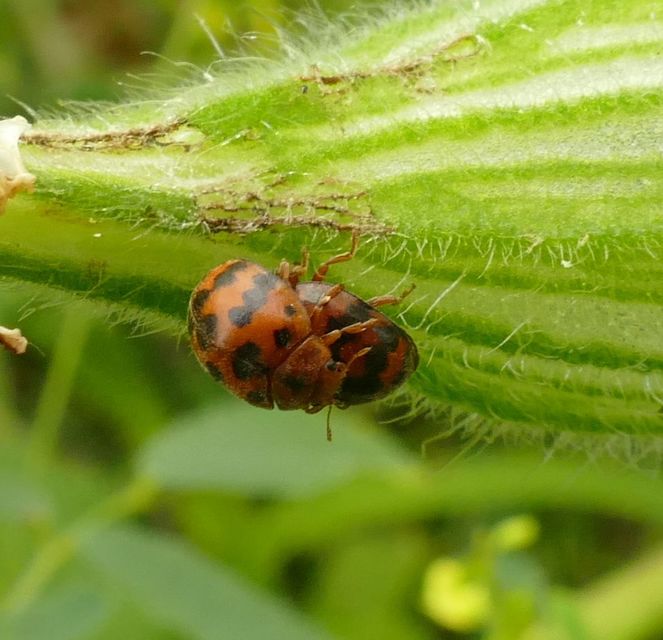 Subcoccinella vigintiquatuorpunctata - lucernaböde