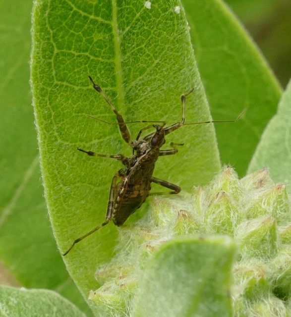 Himacerus apterus - nagy tolvajpoloska
