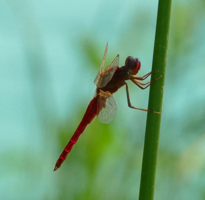 Crocothemis erythraea - skarlát szitakötő