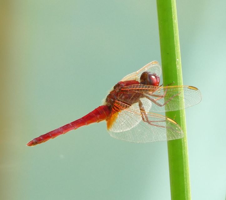 Crocothemis erythraea - skarlát szitakötő