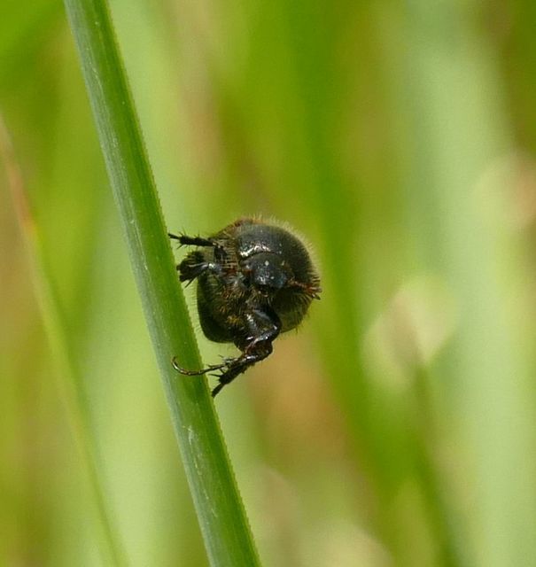 Omaloplia nigromarginata - szegélyes kiscserebogár