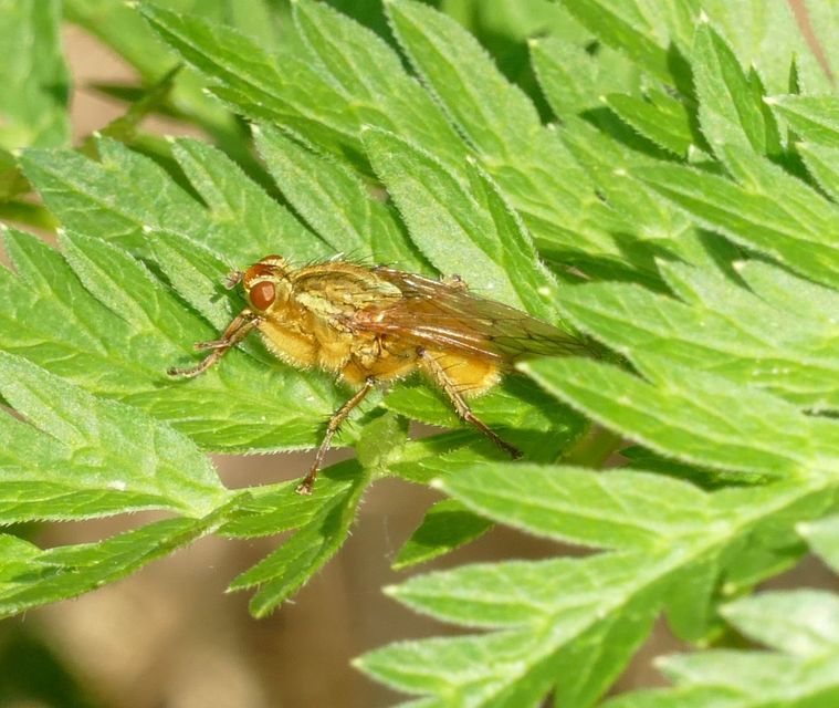 Scathophaga stercoraria - közönséges trágyalégy
