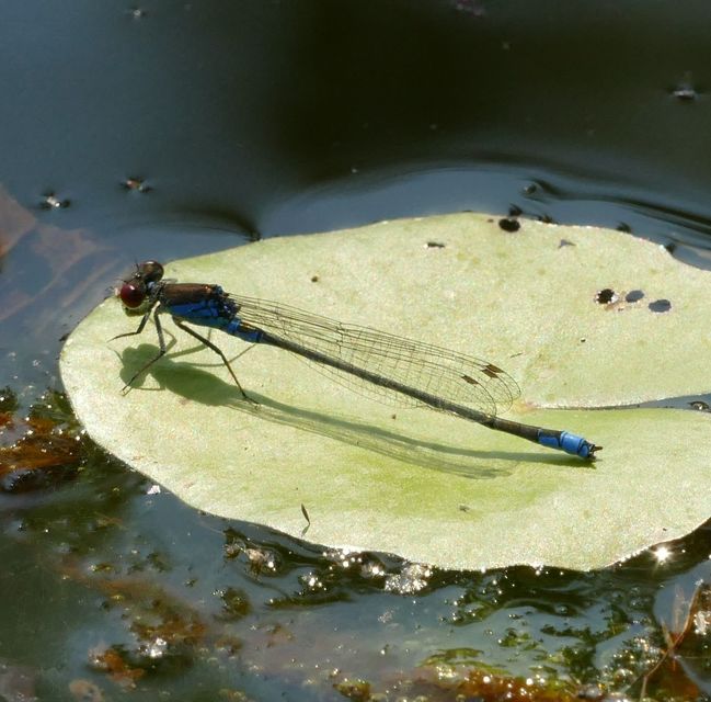 Erythromma viridulum - kis pirosszemű-légivadász