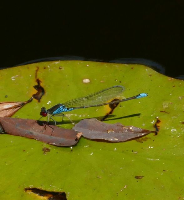 Erythromma viridulum - kis pirosszemű-légivadász