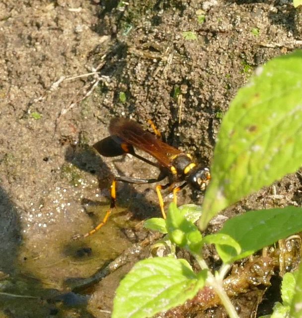 Sceliphron caementarium - feketenyelű lopódarázs
